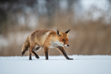 Red fox (Vulpes vulpes) with a bushy tail hunting in the snow in winter in Algonquin Park in Canada