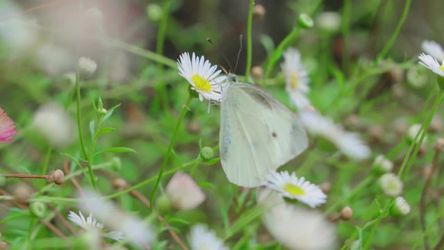 白い花の蜜を吸う蝶