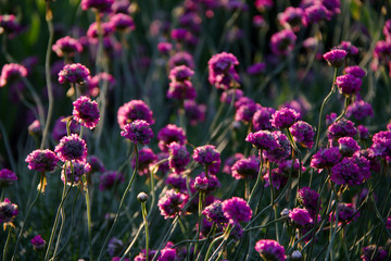 Lot of small violet flowers background