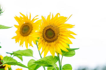 Obraz premium bright yellow sunflowers isolated on white background