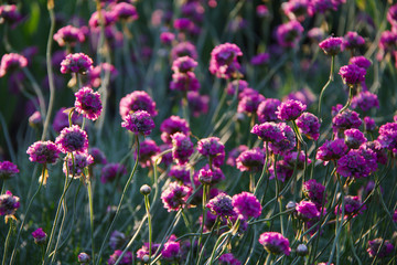 Lot of small violet flowers background