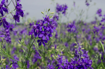 Field covered with blue bells