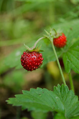 Ripe and juicy forest strawberry