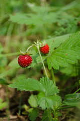 Ripe and juicy forest strawberry
