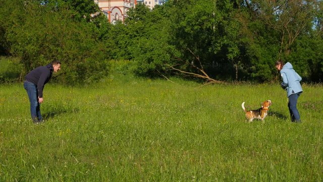 Couple play ball with dog in middle, beagle try to catch flying toy. Man tease pet and throw football to girl, she catch and wait then toss back. After several passes, doggy stop the ball