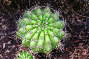 cactus on dirt pot put on terrarium to decor interior in house and office