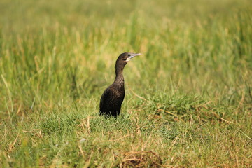 bird