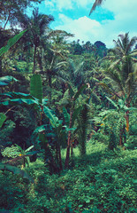Fototapeta premium The jungle forest. Landscape in Bali.