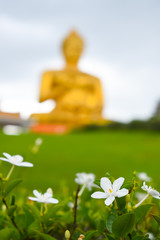 Flowers of Buddha