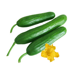 Green fresh cucumbers isolated on a white background