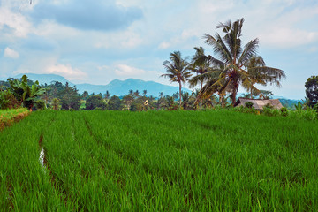 Fototapeta na wymiar Rice fields in Bali.