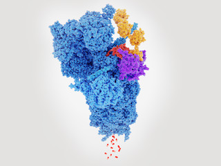 Proteasome degrading a protein (red) tagged with polyubiquitin