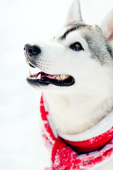 Husky dog lying in the snow. Siberian husky with blue eyes in winter forest.