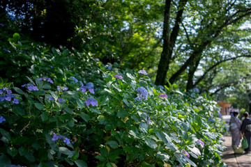 着物の女性と紫陽花