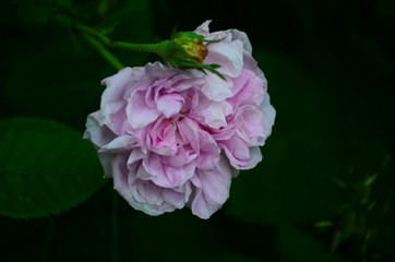 Lovely and romantic blooms of the Tea rose in the garden