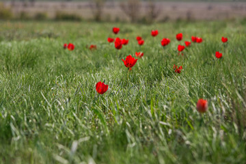 The picturesque spring flowering of wild dwarf tulips in the Kalmyk steppes.