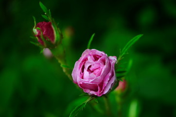 Lovely and romantic blooms of the Tea rose in the garden