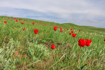The picturesque spring flowering of wild dwarf tulips in the Kalmyk steppes.