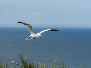 Fototapeta na wymiar Northern gannets hovering on cliff tops.