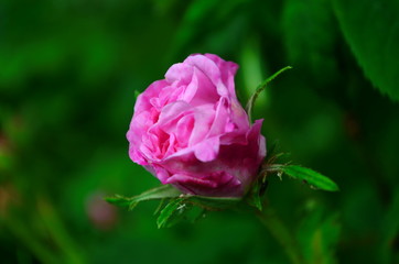 Lovely and romantic blooms of the Tea rose in the garden