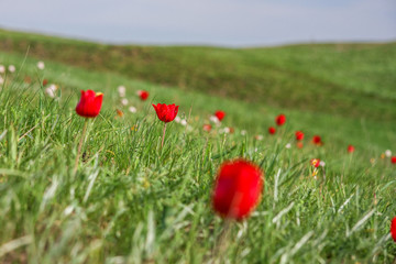 The picturesque spring flowering of wild dwarf tulips in the Kalmyk steppes.