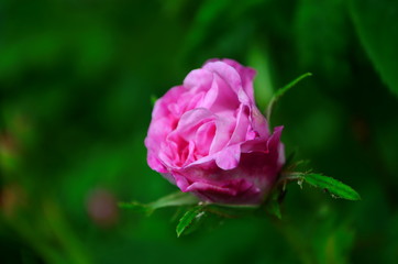 Lovely and romantic blooms of the Tea rose in the garden