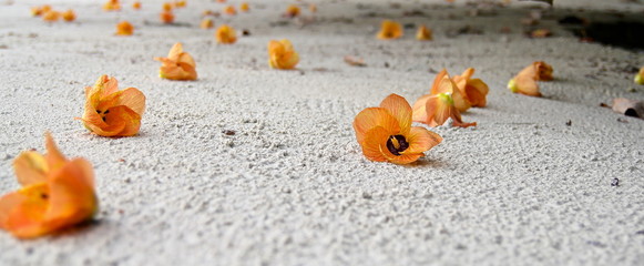 yellow flowers on beach