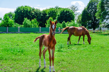 Red foal with mare on green grass in the pen