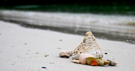 sea shell on the beach