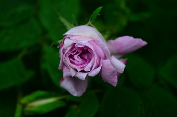 Lovely and romantic blooms of the Tea rose in the garden