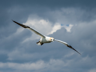 Northern gannets hovering on cliff tops.