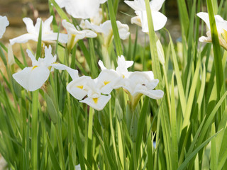 Iris Japonais aux magnifiques fleurs blanches maculées de jaune  (Iris ensata) 