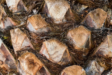Texture of palm tree stem close up