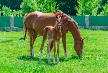 Fototapeta premium Red foal with mare on green grass in the pen
