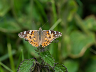 Fototapeta na wymiar Painted lady butterfly ( Vanessa cardui )