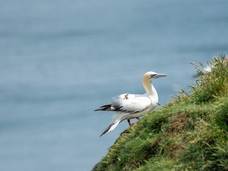 Northern gannets on cliff tops.