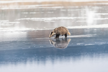 badger running in snow, winter scene with badger in snow