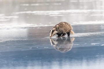 badger running in snow, winter scene with badger in snow