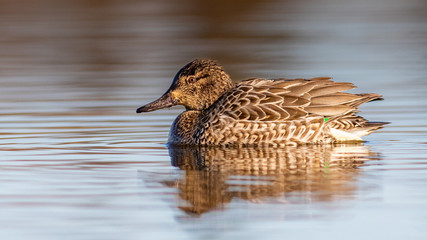 Northern Pintail (Anas acuta)