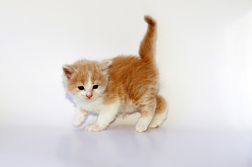 Orange Kitten Isolated on White Background