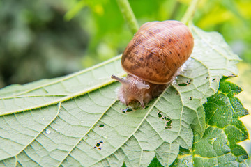 Snail on the green leaf