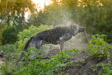 Wet German Shepherd playing on the water at sunset in the rays of the sun