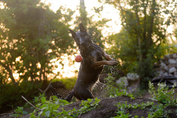 Wet German Shepherd playing on the water at sunset in the rays of the sun
