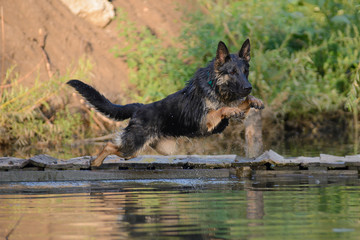 Wet German Shepherd playing on the water at sunset in the rays of the sun