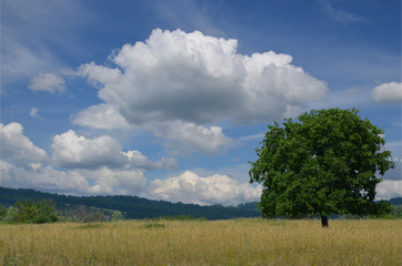 Fototapeta premium tree in the field standing alone