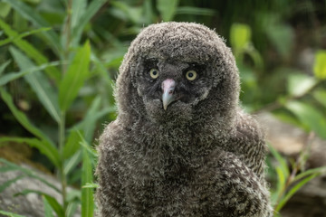 Close up of young grey owl in the wood