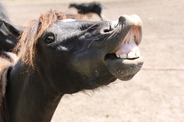 Horse Head Showing Teeth