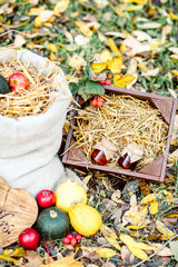 golden bridal wedding rings on moss and autumn leaves