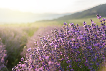 Blooming lavender in a field at sunset. © ba11istic
