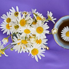 Fresh chamomile flowers and healthy tea on a lilac background.Alternative medicine.
